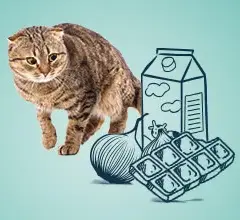 Banan dla kota: Tak, ale ostrożnie! Poradnik weterynarza