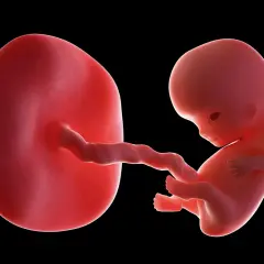 Płód w 9 tygodniu ciąży, połączony pępowiną z pęcherzykiem żółtkowym. Rozwój życia.