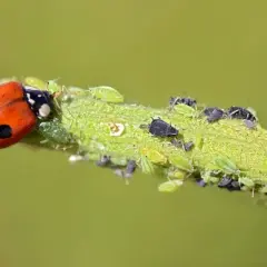 Biedronka, naturalny wróg mszyc, żeruje na łodydze pełnej zielonych i czarnych mszyc.