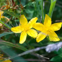 Due splendidi fiori di iperico, con i loro petali gialli vivaci, sbocciano tra l'erba verde e le foglie secche.
