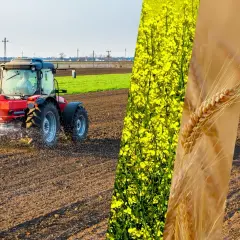 Czerwony traktor rozsypuje nawóz na polu, obok kwitnący rzepak i kłosy zboża.