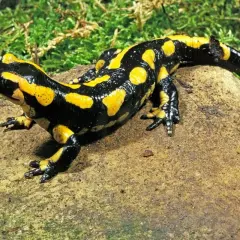 Salamandra de fuego, con su piel negra y amarilla, descansa sobre una roca. Se pregunta qué comen las salamandras, quizás insectos o pequeños invertebrados.