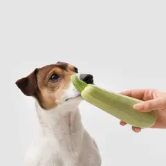 Ein neugieriger Zucchini-Hund schnuppert an einer Zucchini, die ihm von einer Hand angeboten wird.