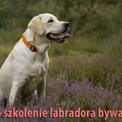 Tresura Labradora: Praktyczny Przewodnik Krok po Kroku