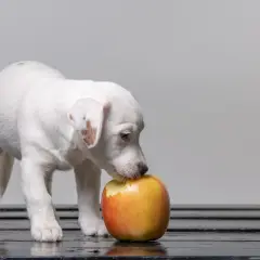 Cachorro blanco con manchas marrones olisquea una manzana para perros.