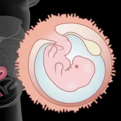 Ciąża 6 tydzień objawy: co możesz czuć i jak sobie z tym radzić