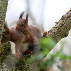 Zwei Eichhörnchen auf einem Ast. Der Unterschied zwischen Männchen und Weibchen ist hier nicht ersichtlich, aber sie kuscheln eng.