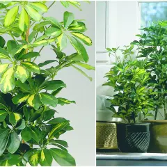 Schefflera variegata, piękna roślina liściasta doniczkowa, z liśćmi w odcieniach zieleni i żółci, zdobi wnętrze.