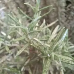 Rametti di rosmarino con alcune foglie gialle, segno di un'estate intensa.