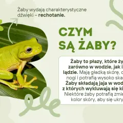 Zielona żaba siedząca na liściu, z tekstem "Czym są żaby?".