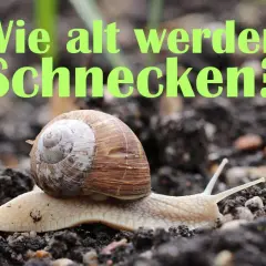 Eine Weinbergschnecke kriecht über feuchte Erde. Der Text fragt: "Wie alt werden Schnecken?".