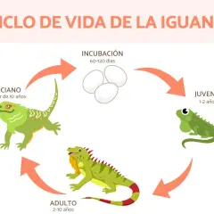 Ciclo de vida de la iguana: incubación, juvenil (1-2 años), adulto (2-10 años) y anciano (a partir de 10 años). Así se responde a cuanto vive una iguana.