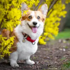 Uśmiechnięty corgi, jeden z ulubionych corgi pies królowej, siedzi wśród kwitnącej forsycji.