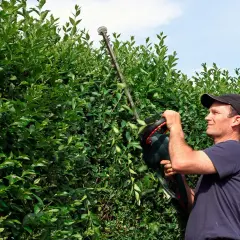 Man klipper en grön häck med en häcksax. Han formar buskarna för att klippa idegranen snyggt.