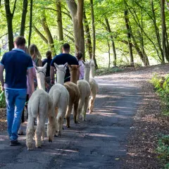 Eine Gruppe Menschen genießt eine Alpaka Wanderung in Gummersbach durch einen sonnigen Waldweg.