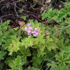 Pelargonia toksyczna dla psa? Objawy, pomoc, bezpieczny dom