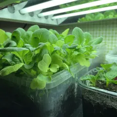 Små, gröna pak choi-plantor växer under växtbelysning. En härlig start för att odla pak choi inomhus.