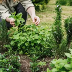 Ręce zbierają świeżą miętę z rabaty, obok rośnie rozmaryn. Idealne zioła do ogrodu dla każdego.