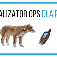 Brązowy pies z obrożą i lokalizatorem GPS obok. Idealny jaki lokalizator dla psa, by zawsze wiedzieć, gdzie jest Twój pupil.