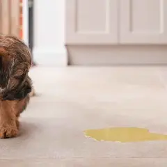 Perro con incontinencia urinaria. Busca soluciones de tratamiento casero para perros.
