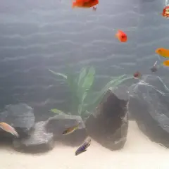 An aquarium with orange and yellow fish swimming among rocks and plants.