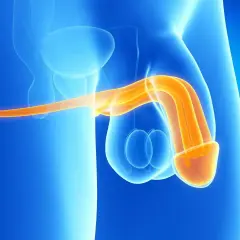 Anatomical illustration showing the penis and testicles. The penis is highlighted in orange, suggesting its internal structure. This image can be used to explain the process of mycie penisa.