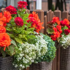 Kolorowe begonie i inne kwiaty w wiklinowych donicach tworzą piękny żywopłot na balkon.
