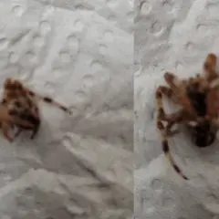 Två närbilder på en död korsspindel. Denna korsspindel giftig kan se skrämmande ut men är oftast ofarlig för människor.