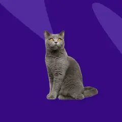 A regal grey cat with bright orange eyes sits patiently, perhaps awaiting its dose of prednisolone for cats to ease its discomfort.