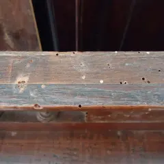 Legno di mobile con numerosi fori, segno di infestazione da tarli mobili.
