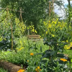 Un potager en permaculture luxuriant avec des fleurs jaunes éclatantes, des légumes verts et des tuteurs en bambou.