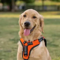 Obroża czy szelki dla golden retrievera - co wybrać dla psa?
