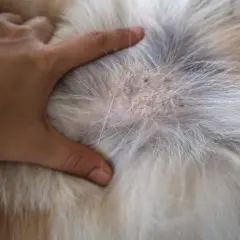 A hand gently parts a dog's fur, revealing a patch of dry, flaky skin, a sign of ichthyosis in dogs.