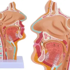 Model anatomiczny przedstawiający budowę szyi i gardła, z widocznymi jamami nosowymi, ustnymi i krtanią.