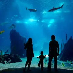 Najlepsze oceanaria w Polsce: odkryj tajemnice zoo oceanarium
