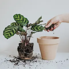 En hand lägger jord runt en växt med stora, randiga blad. Det är dags att plantera om blommor för att ge dem mer utrymme att växa.
