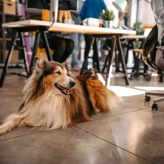 En vacker collie vilar på golvet på ett kontor där arbetsgivare som tillåter hund skapar en trivsam miljö.