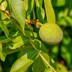 Grüne Walnuss am Ast, ein Hinweis auf die Nachteile eines Walnussbaums im Garten: Schatten und Unkraut.