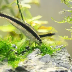 Un poisson mangeur d'algues, avec une bande noire sur le flanc, se nourrit dans un aquarium verdoyant.