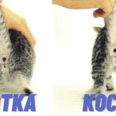 Kot czy kotka: Kluczowe różnice w charakterze, zdrowiu i kosztach