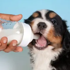 Mleko dla psa: Przyjaciel czy wróg? Wpływ na zdrowie pupila