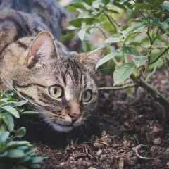 Pręgowany kot czai się w ziemi, otoczony zielenią. Czyżby szukał czegoś, co odstrasza koty, jak np. zapach cytrusów?