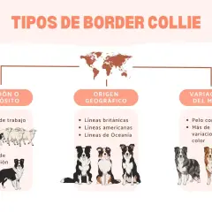 Infografía sobre tipos de Border Collie: función, origen geográfico y variaciones del manto. Muestra perros trabajando, de exposición y con distintos pelajes.