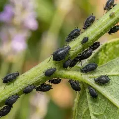 Gros plan sur une tige verte envahie par des pucerons noirs. Un vrai défi pour le traitement puceron.