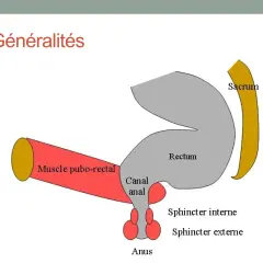 Schéma anatomique montrant le rectum, le canal anal, l'anus, le sacrum et le muscle pubo-rectal.