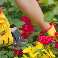 Maintenant, apprenons comment couper les roses fanées. Des mains gantées utilisent un sécateur pour tailler des roses rouges et jaunes.