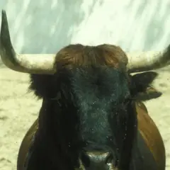 Toro bravo de la ganadería Carriquiri, con su imponente mirada y cuernos curvos, listo para la lidia.
