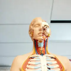 Model anatomiczny pokazuje szczegóły głowy i klatki piersiowej, w tym widoczne naczynia krwionośne i mięśnie szyi, gardło.