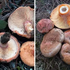 Níscalos o niscalos, setas con láminas anaranjadas y sombreros rojizos y marrones, algunas con el centro hueco.