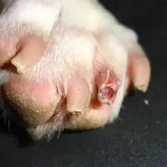 La pata de un perro muestra una uña rota y una herida sangrante.